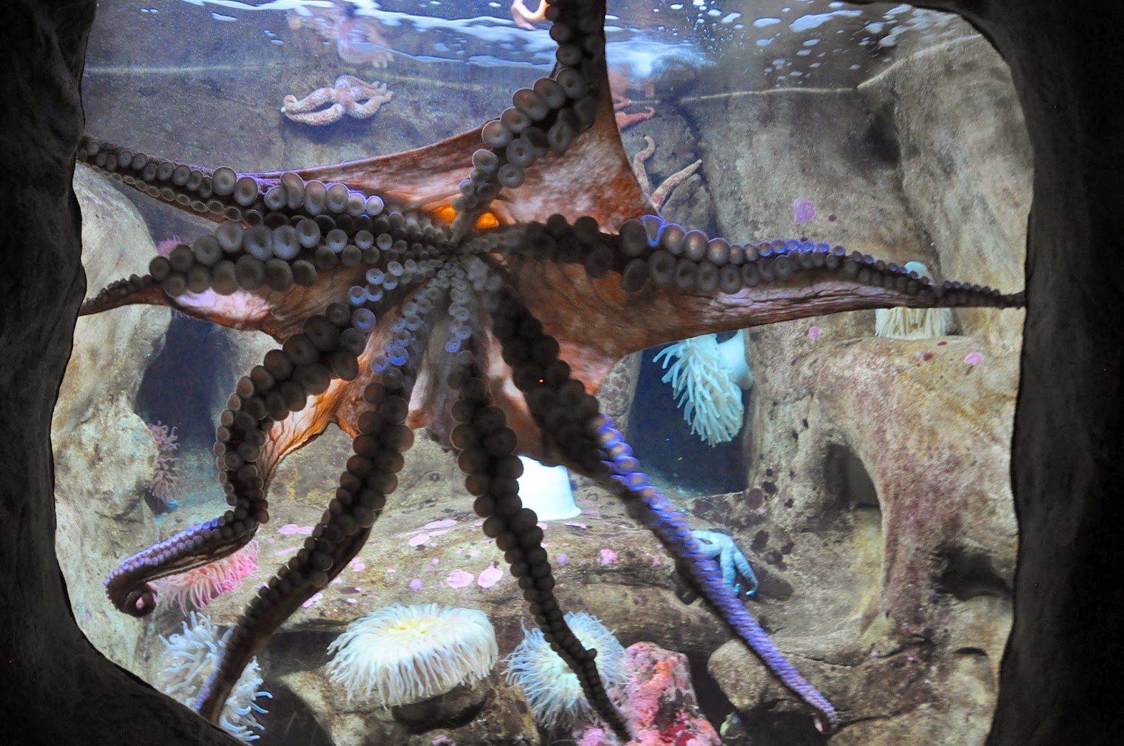 Octopus Home Aquarium Image to u