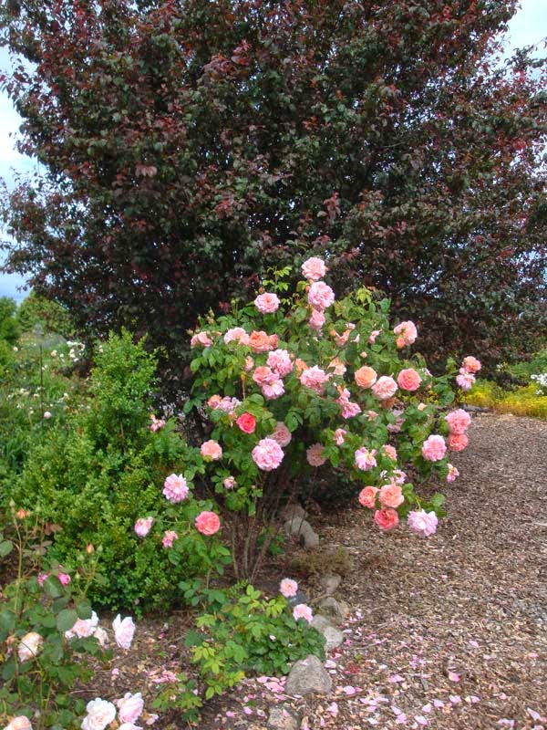 Historische Rosen 2015 Page 156 Mein Schoner Garten Forum