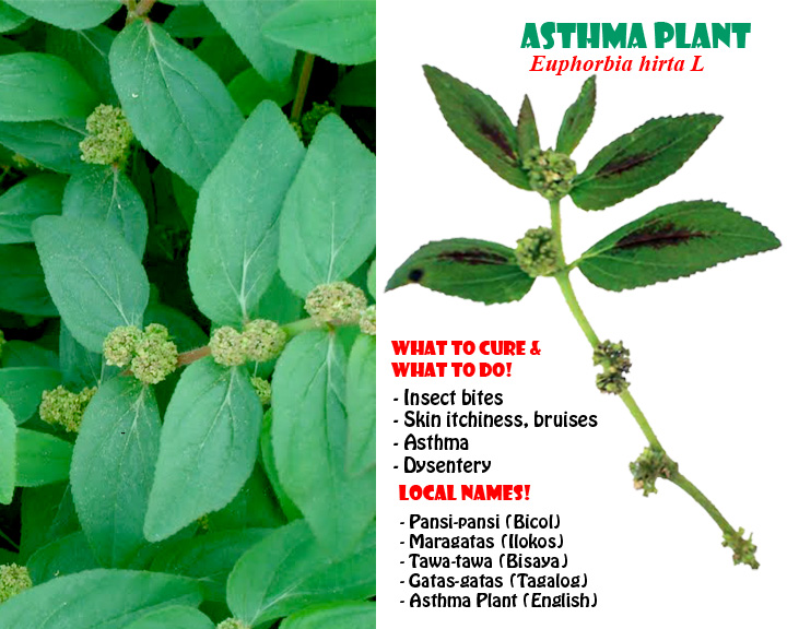 What is Asthma Plant? What is Asthma Plant?