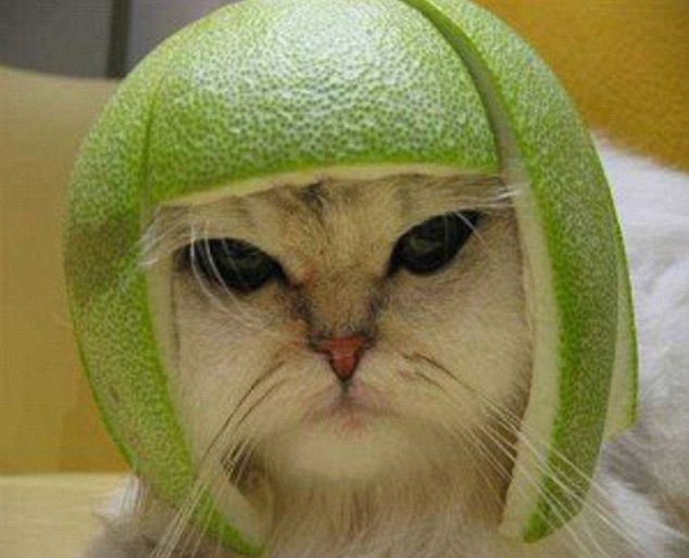 The animal zone Puss in fruits The cats in the hats that don't look