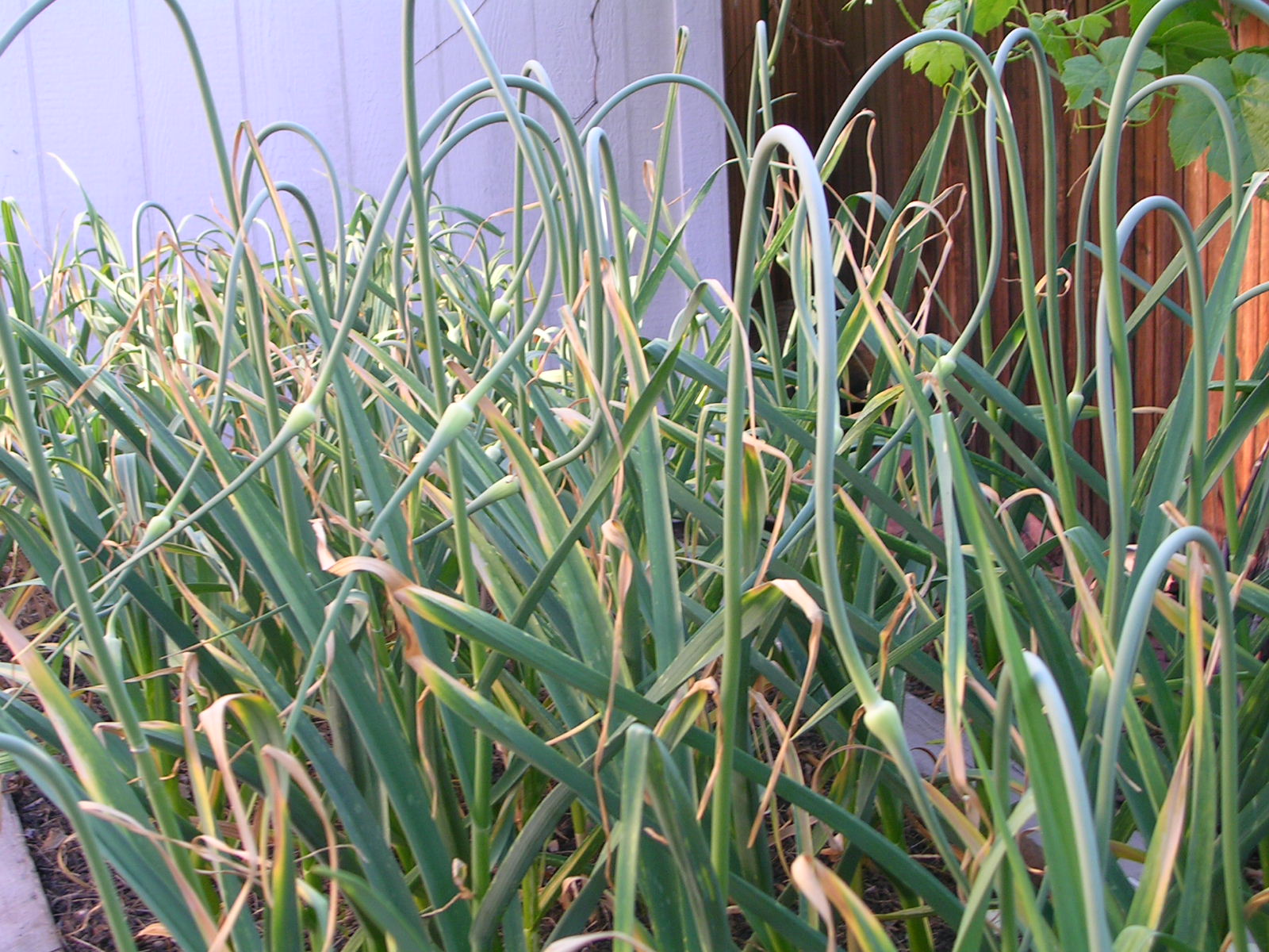Colorado Garden Punch List Plant Garlic Now