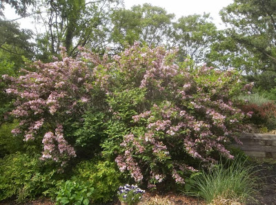 33 Best Monrovia Spring Wish List Images Monrovia Plants Plant