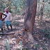 शाहजहाँपुर - वन विभाग और पुलिस की मिलीभगत से काट डाले दर्जनों पेड़