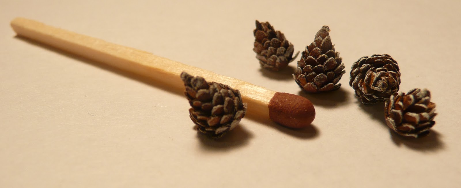 pinecone-scales.jpg