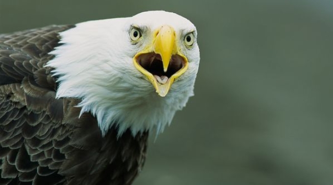 Bald Eagle Head Feathers – Tom Murphy Photography