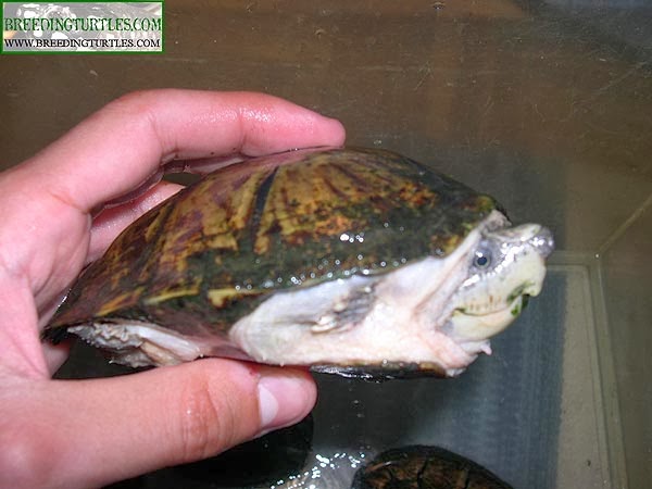 Razor-backed musk turtle - Sternotherus carinatus