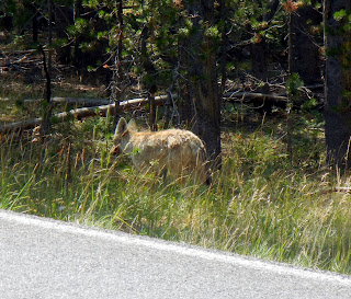 Coyote in Yellowstone National Park in Wyoming