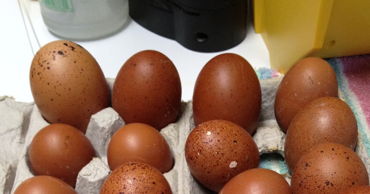 Murano Chicken Farm Marans Egg Facts