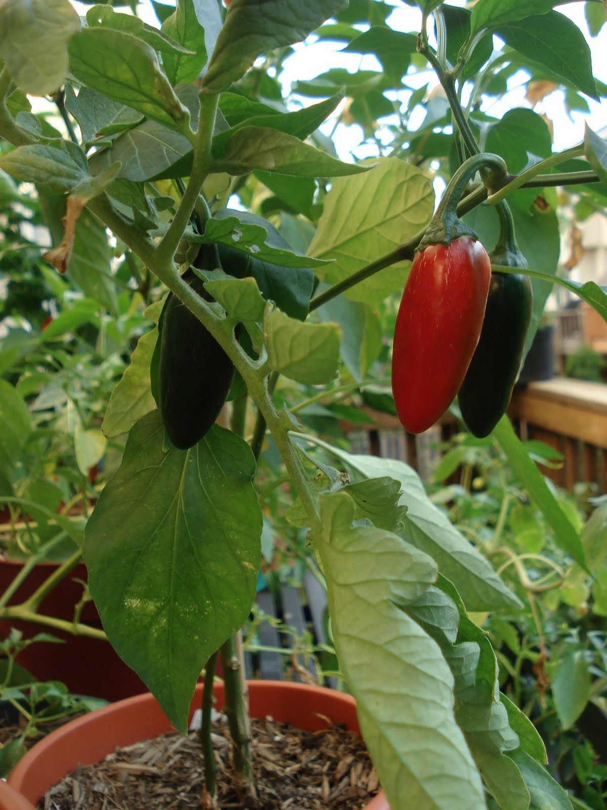 Bumble Lush Garden The 2011 Pepper List