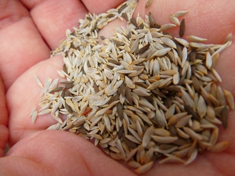 Homestead Hill Farm What's in that Bag of Lettuce?