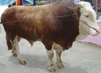 Sapi