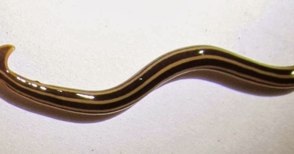 TYWKIWDBI ("TaiWikiWidbee") Introducing the hammerhead (flat)worm