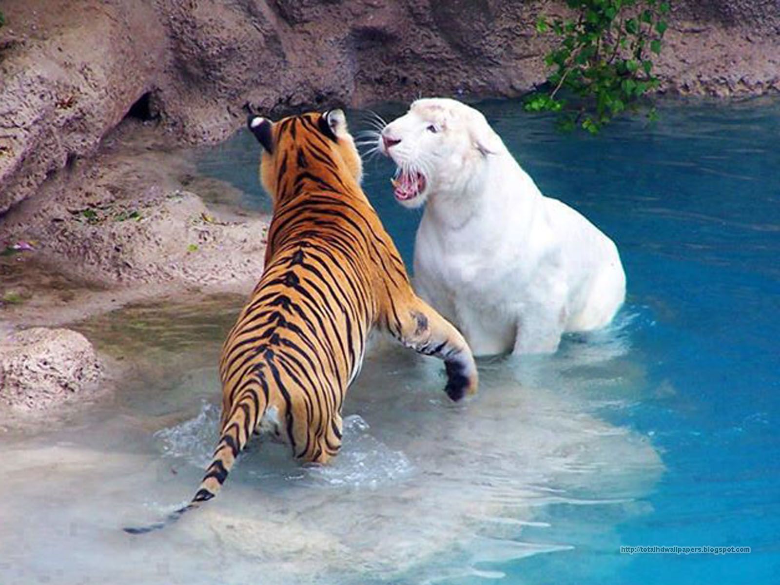 Beautiful Wallpapers for Desktop Amazing Wallpapers hd