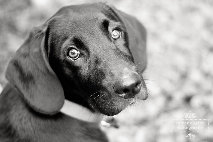 Perros en blanco y negro - Imagui