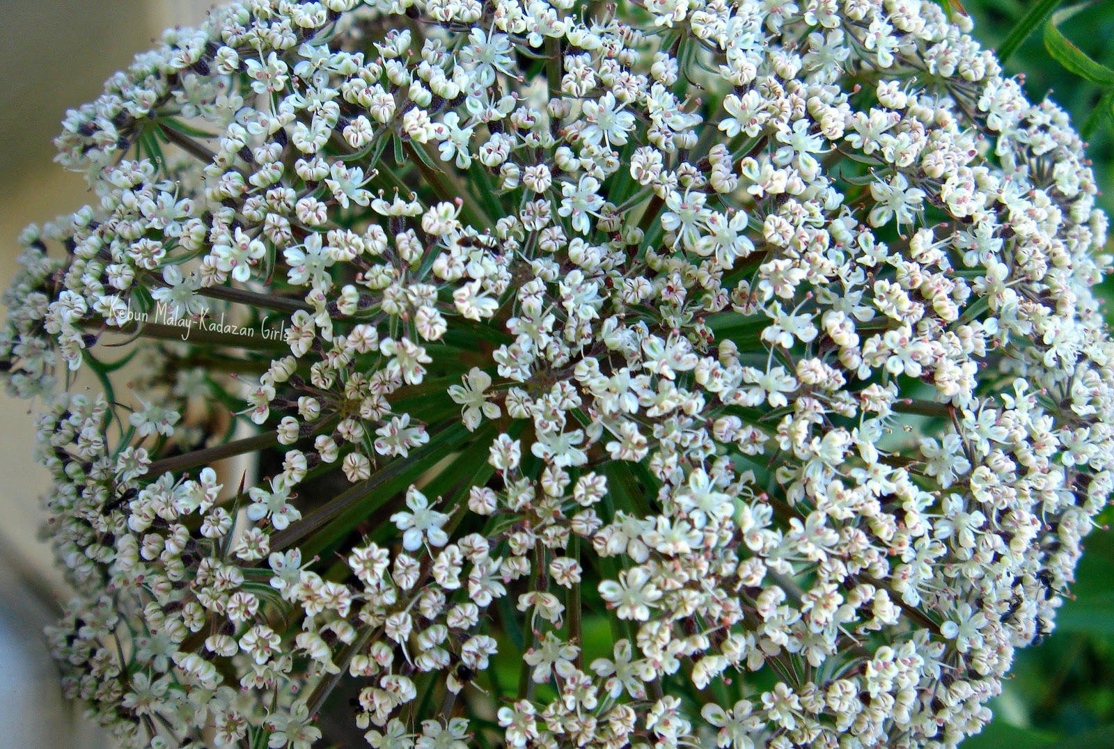 Kebun Malay-Kadazan girls: Afghanistan Carrot Blossoming