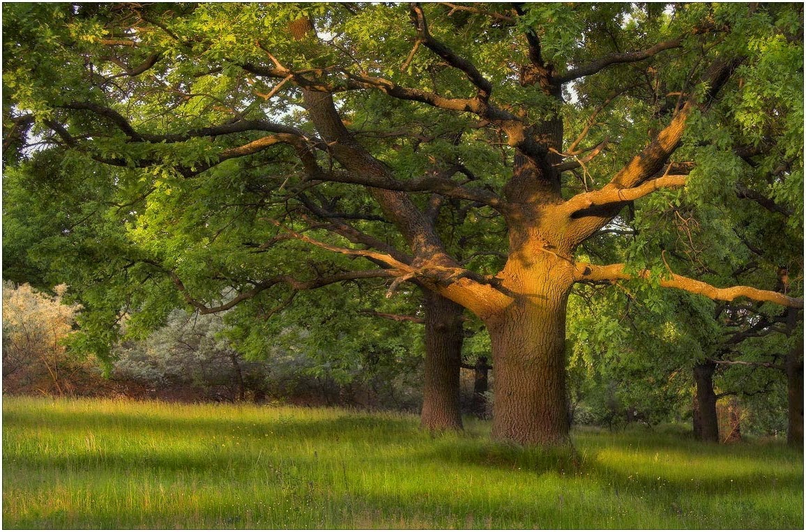 Что символизировал дуб в древние времена?