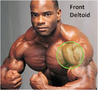 Deltoid muscle/عضلة دالية/Muscle deltoïde | Step by step into english