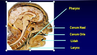 anatomi airway
