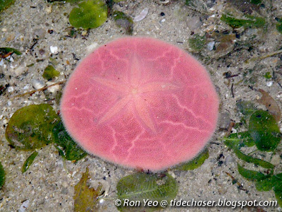 pink sand dollar (Peronella lesueuri)