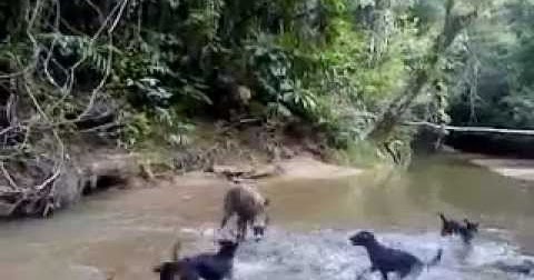 Dai Tradisi Berburu Orang Nagekeo Dion Db Putra