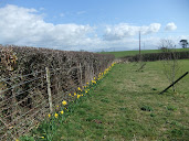 Newly planted Daffodils Flowering