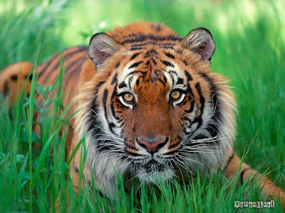 Xem hinh anh dep về con hổ