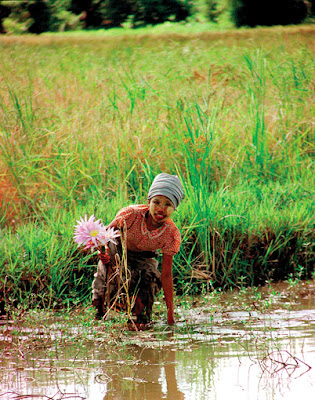 collecting flowers in the delta