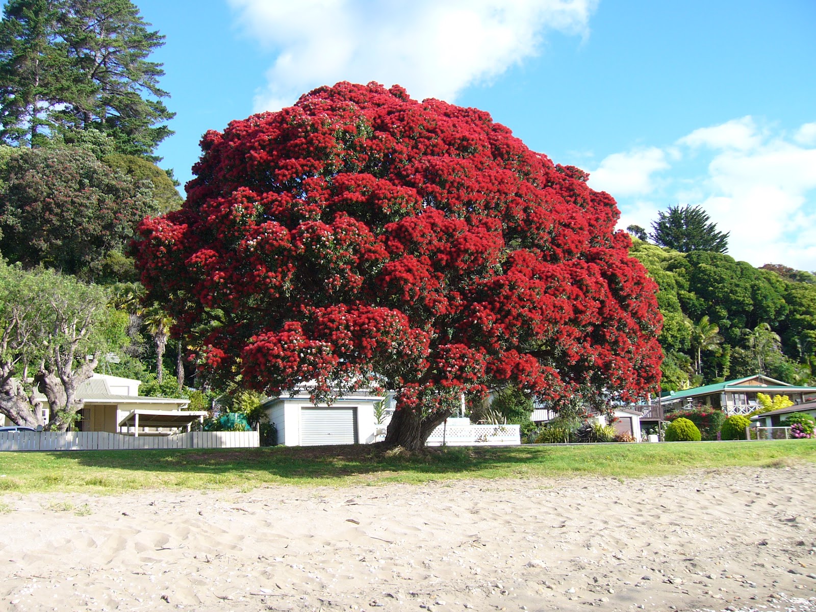 Naomi's Garden Pōhutukawa New Zealand Christmas Tree