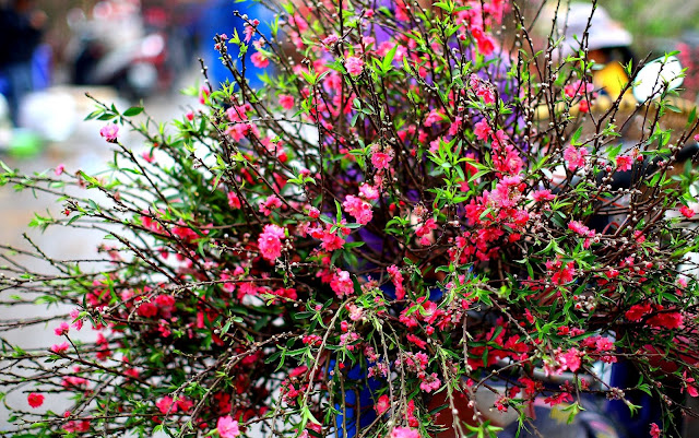 Hoa Dao - Tet Festival Vietnam