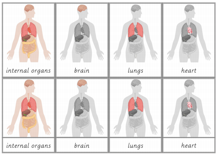 Elementary Observations: Free Human Biology Materials