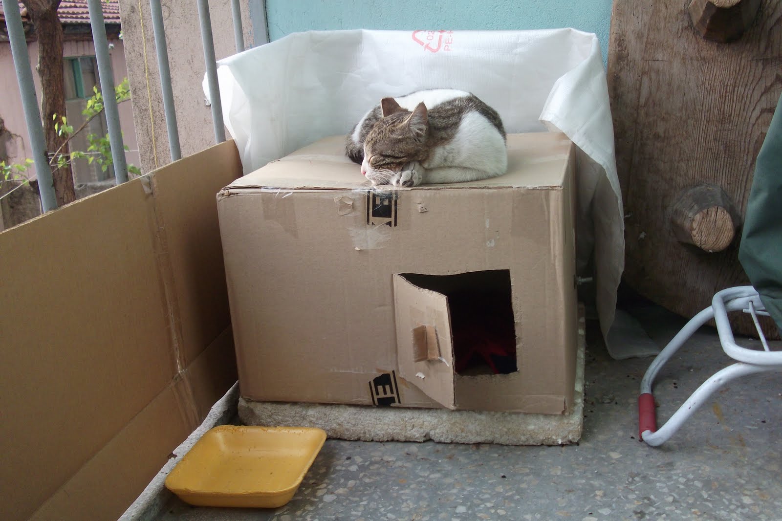 KAVAKTAN TABUT Anne Kedi Gene Yavrulamış…