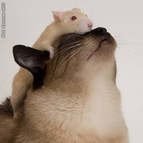 Felines Friends The Cat And The Rat