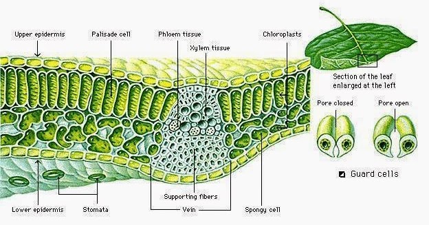 Pengertian Manfaat Dan Fungsi Klorofil