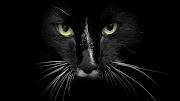 Black cat~~ black cat wallpapers 