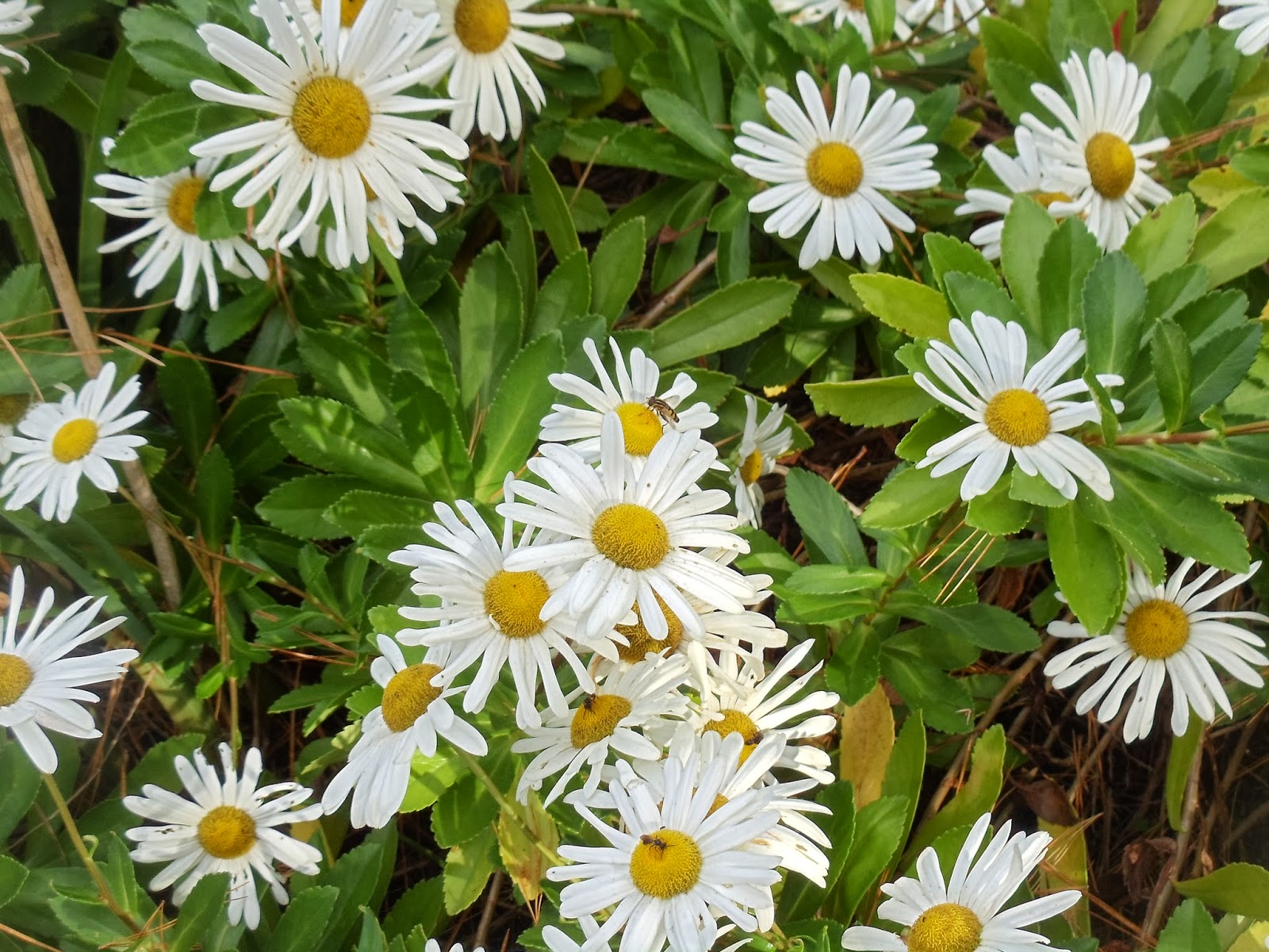 Debbie's Potager October 2013