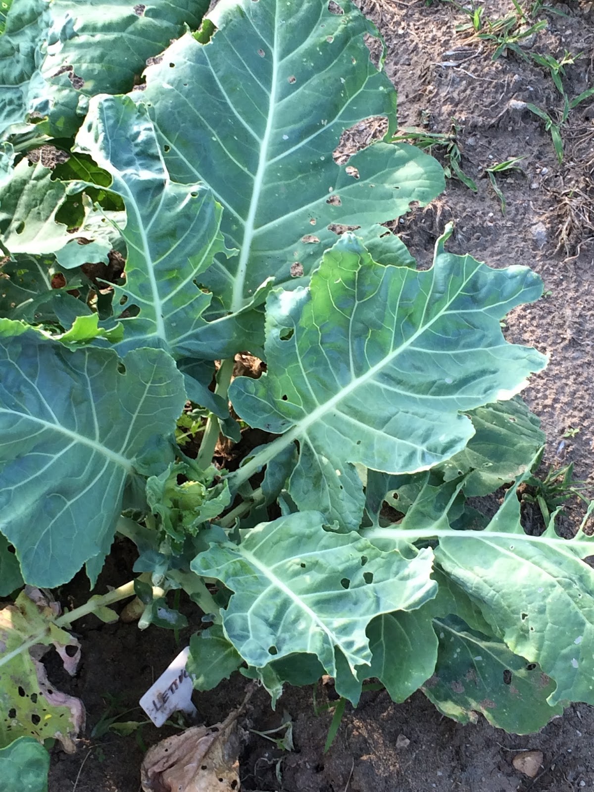 Cooking with Barry & Meta Collard Greens . . . cooking up a "mess of g