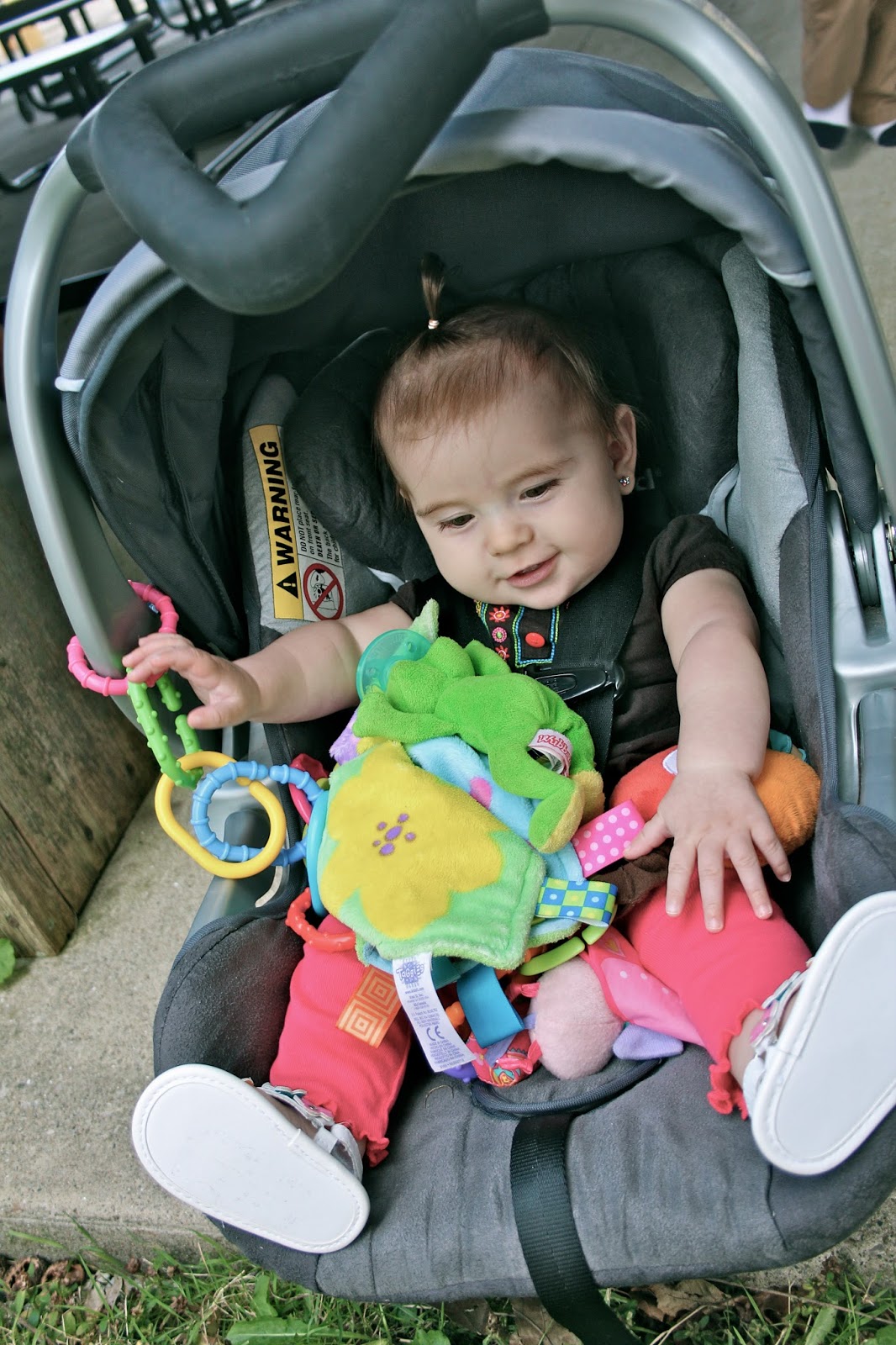 Froggied Princess Our life with a WheatonPavlik Harness Family