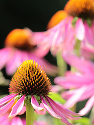 Coneflowers