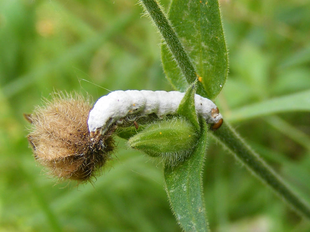 Days on the Claise The Rise and Fall of the Silk Industry in the Touraine
