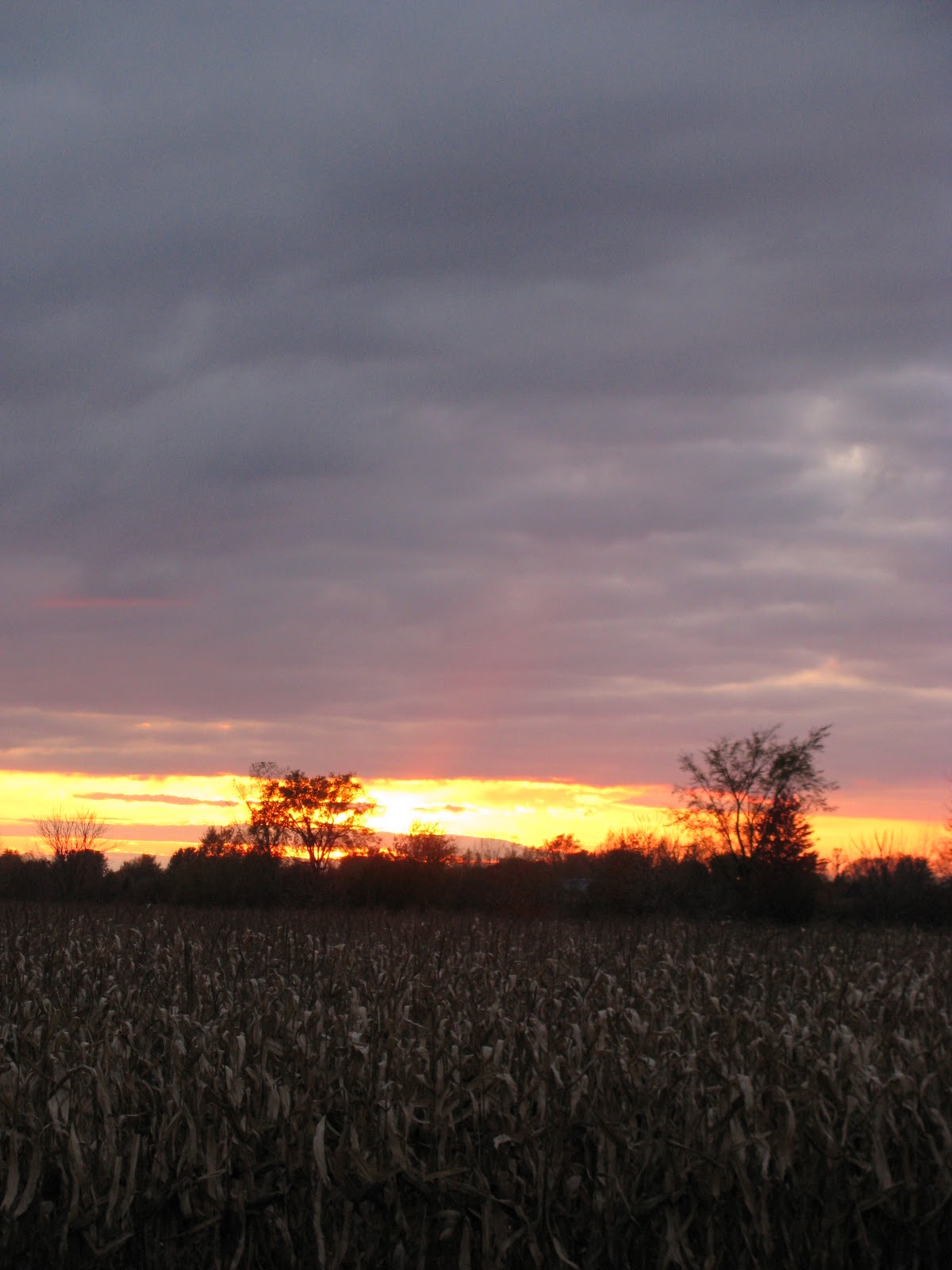 Shim Farm More Photos in No Sensible Order