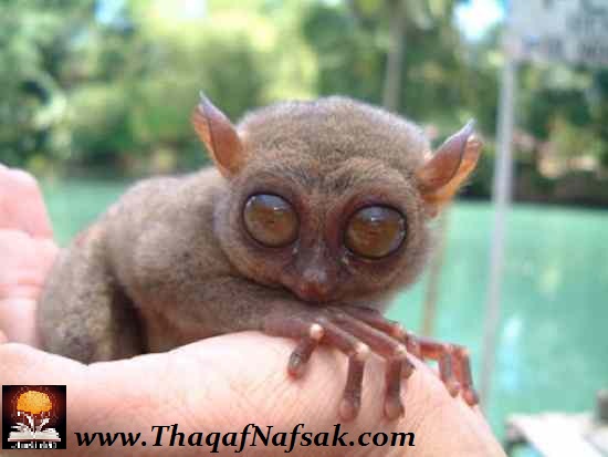 نقره لتكبير أو تصغير الصورة ونقرتين لعرض الصورة في صفحة مستقلة بحجمها الطبيعي