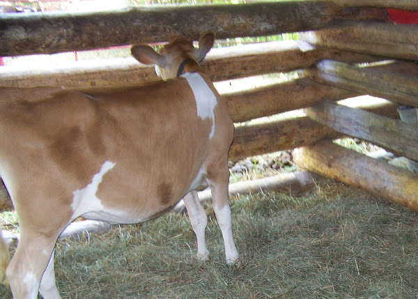 Jersey calf