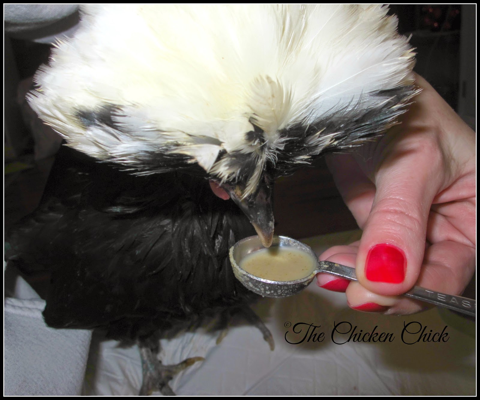 How to Help a Sick Chicken The Chicken Chick®