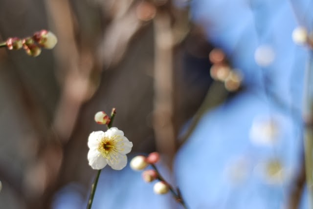 梅 の 花 英語