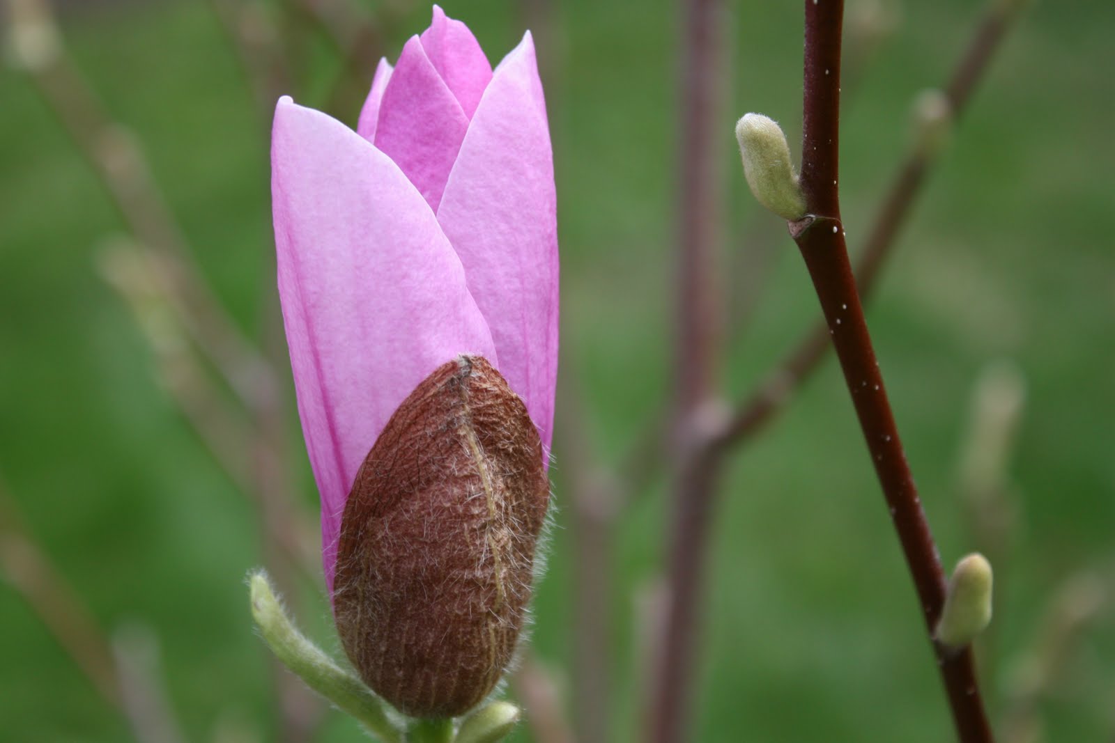 Carol Steel Saucer Magnolia Tree