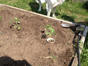 Homer, Cosmo and a Garden: Cutworms