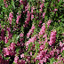 Angelonia, Summer Snapdragon (Angelonia angustifolia)
