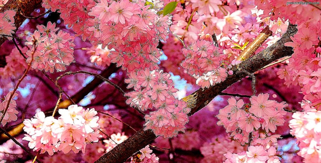 Cherry blossom pink tree Desktop WallpapersHDWallpaper And Cherry blossom pink tree Desktop WallpapersHDWallpaper And