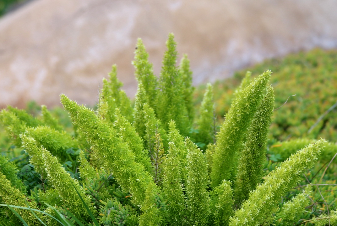 A photo, A thought............ Plant Asparagus fern.....beautiful