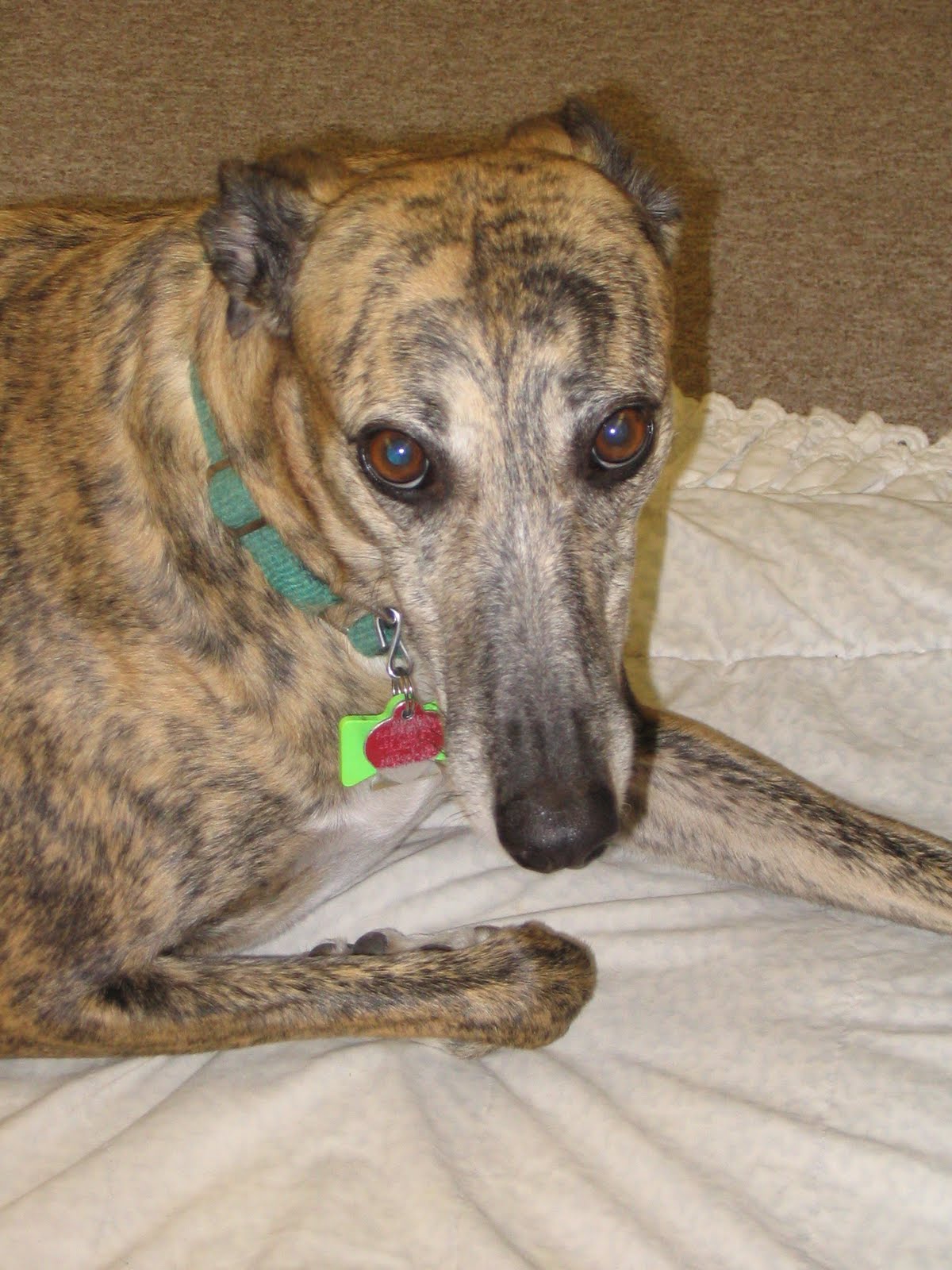 Tri State Greyhound Racing - h5swcc0